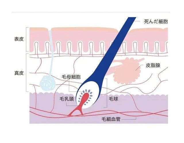髪の老化は頭皮の老化。頭皮をケアする事が髪の老化を防ぎます