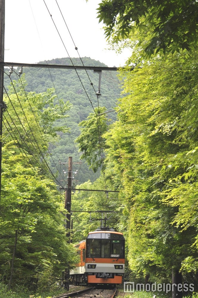 新芽に揺れる青もみじ／画像提供：叡山電鉄