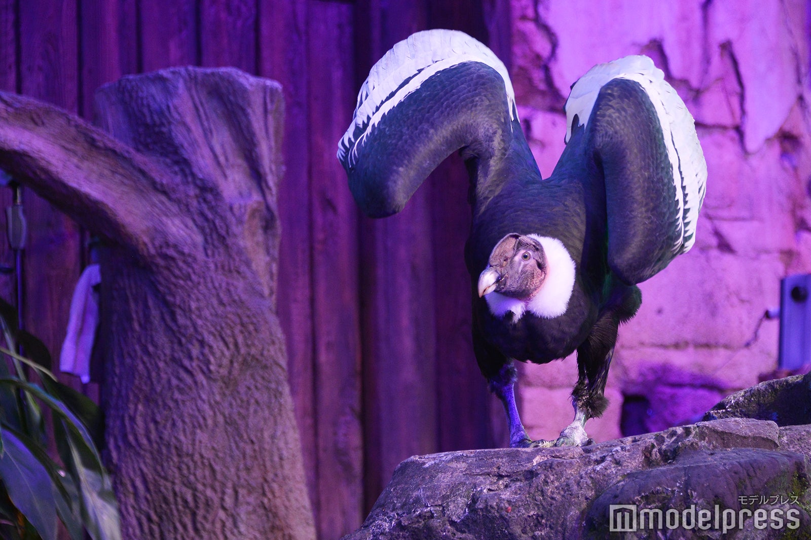 「カールじいさんの空飛ぶ家：ア・グレート・バード・アドベンチャー」（C）モデルプレス（C）Disney