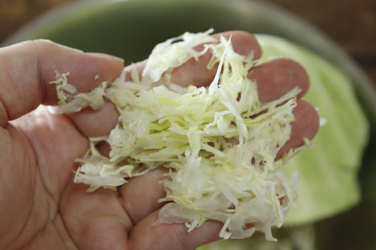 手のひらに乗せられた、薄くスライスされたキャベツ 手のひらに乗せられた、薄くスライスされたキャベツ