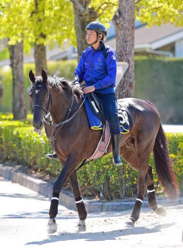 【京都新聞杯】ベレシート 大舞台へ万全 G1.4勝の名牝・クロノジェネシスの初子 斉藤崇師は距離適性にも自信