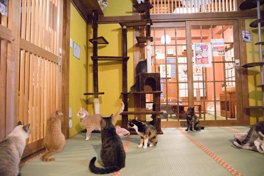 ネコリパブリック東京お茶の水店