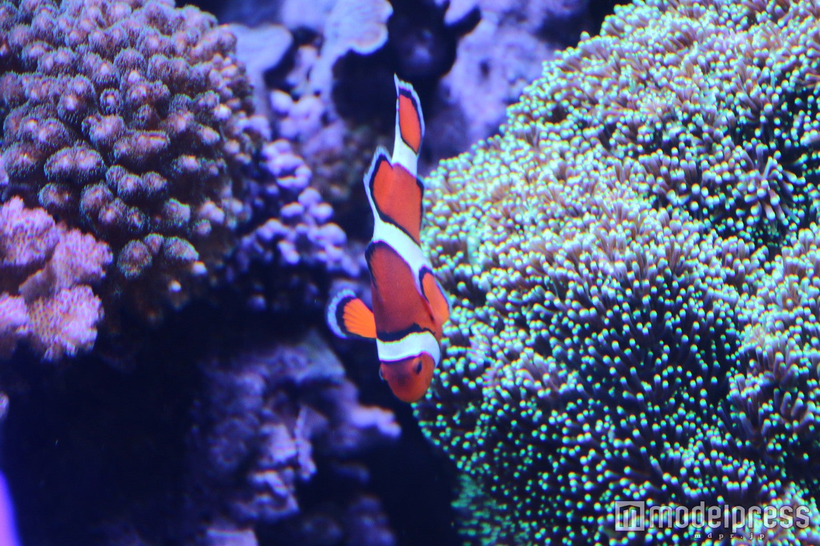 「モントレーベイ水族館」（C）モデルプレス