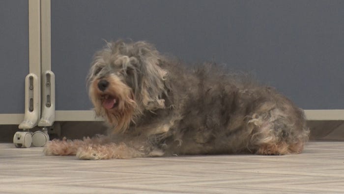 「嗚呼!!みんなの動物園」(C)日本テレビ