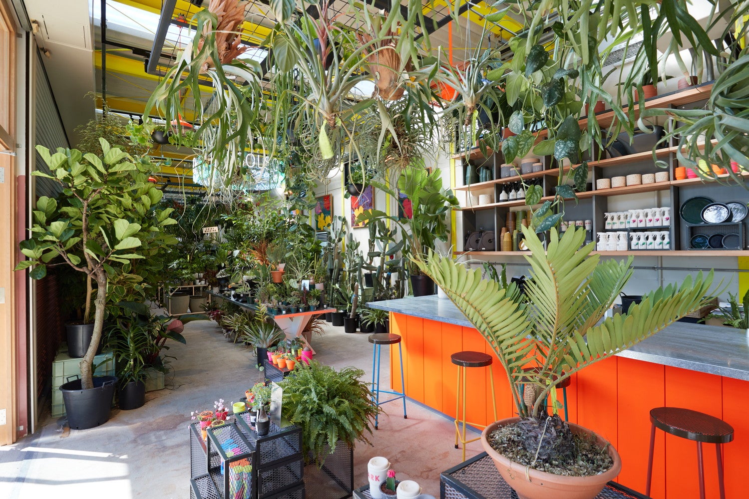 用途やインテリアに合うグリーンがきっと見つかる（提供画像）