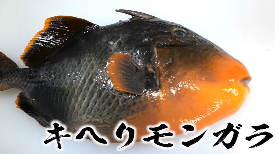 【素潜り漁師マサル】ダイバーを襲う獰猛な魚・〇〇を調理！気になる味は？