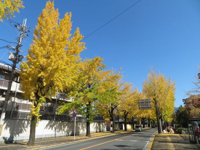 秋になると大変身!? 奈良で見つけた黄金色に染まるイチョウ並木