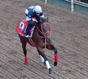 サウジカップに出走予定のフォーエバーヤングは3日に国内最終追い切り 矢作師「力は上だと思っている」「現状は75点。当日は90点以上に」