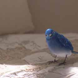 新TV-CM「青い鳥」篇（30秒）
