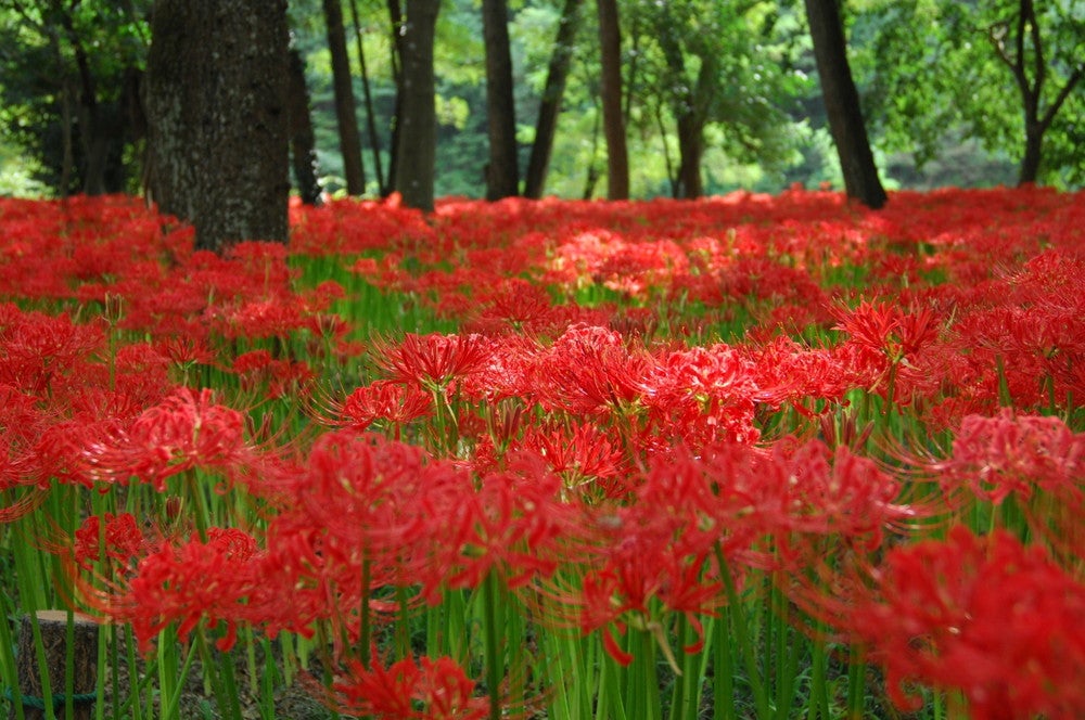 巾着田（提供画像）