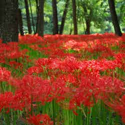 巾着田(提供画像)