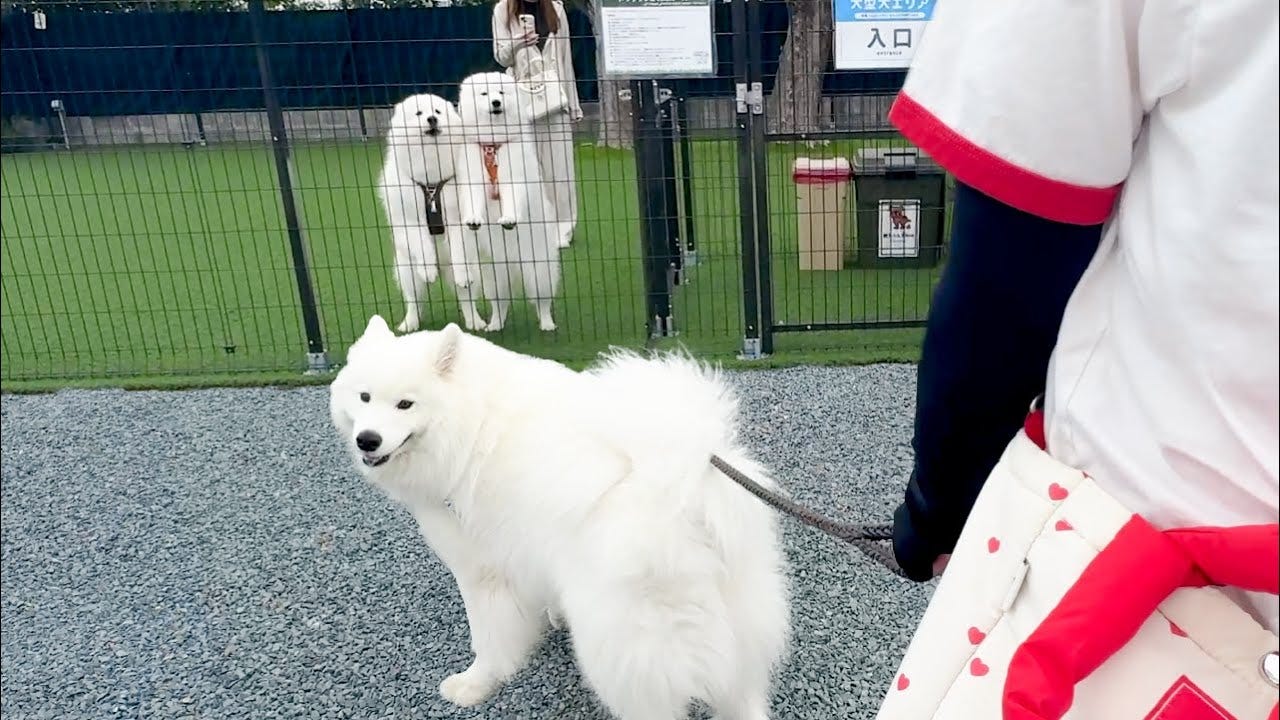 不仲だったサモエド兄弟が半年ぶりに再開するとまさかの反応！？