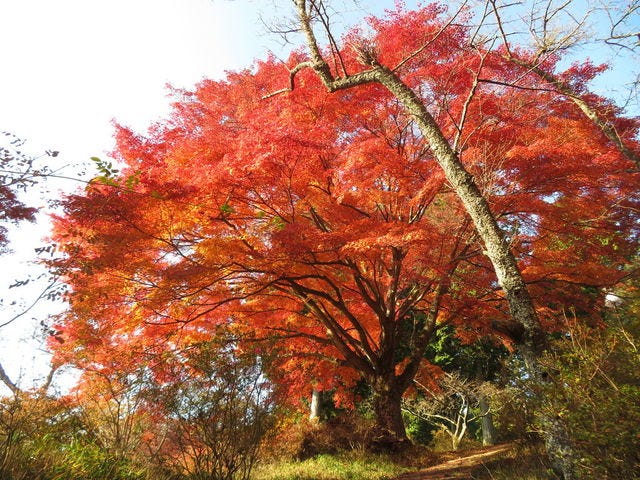 鳥見山公園