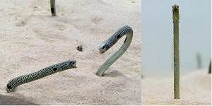 チンアナゴ／画像提供：京都水族館