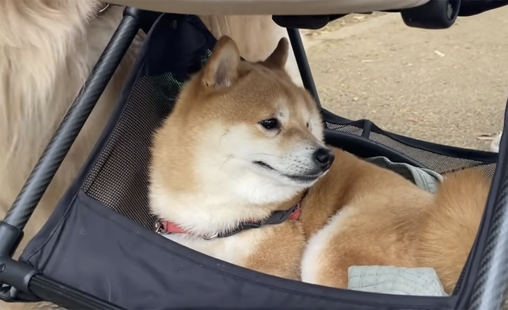 うにとおからの散歩動画がアップ！ベビーカー下に乗ったまま運ばれるうにが可愛い！