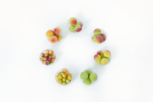 「蝶矢」イメージ／画像提供：チョーヤ梅酒