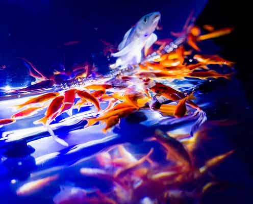 日本初のカフェ型水族館「ジュエリーアクアリウム」2,000匹の魚舞う癒し空間