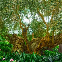 ガーデンズ・バイ・ザ・ベイ(C)モデルプレス