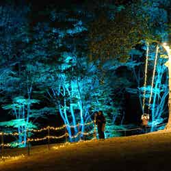 ライトアップの様子/提供画像