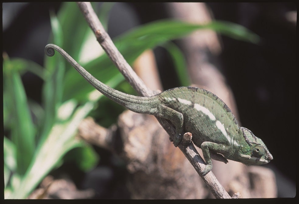 カメレオン／画像提供：株式会社サンシャインシティ