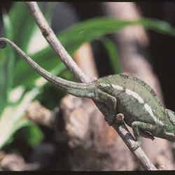 カメレオン/画像提供:株式会社サンシャインシティ