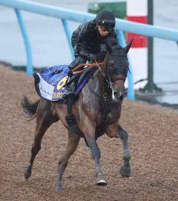 【安田記念】ステレンボッシュ 前走からさらに良化 宮田師「毛ヅヤなども良くなっている感じ」