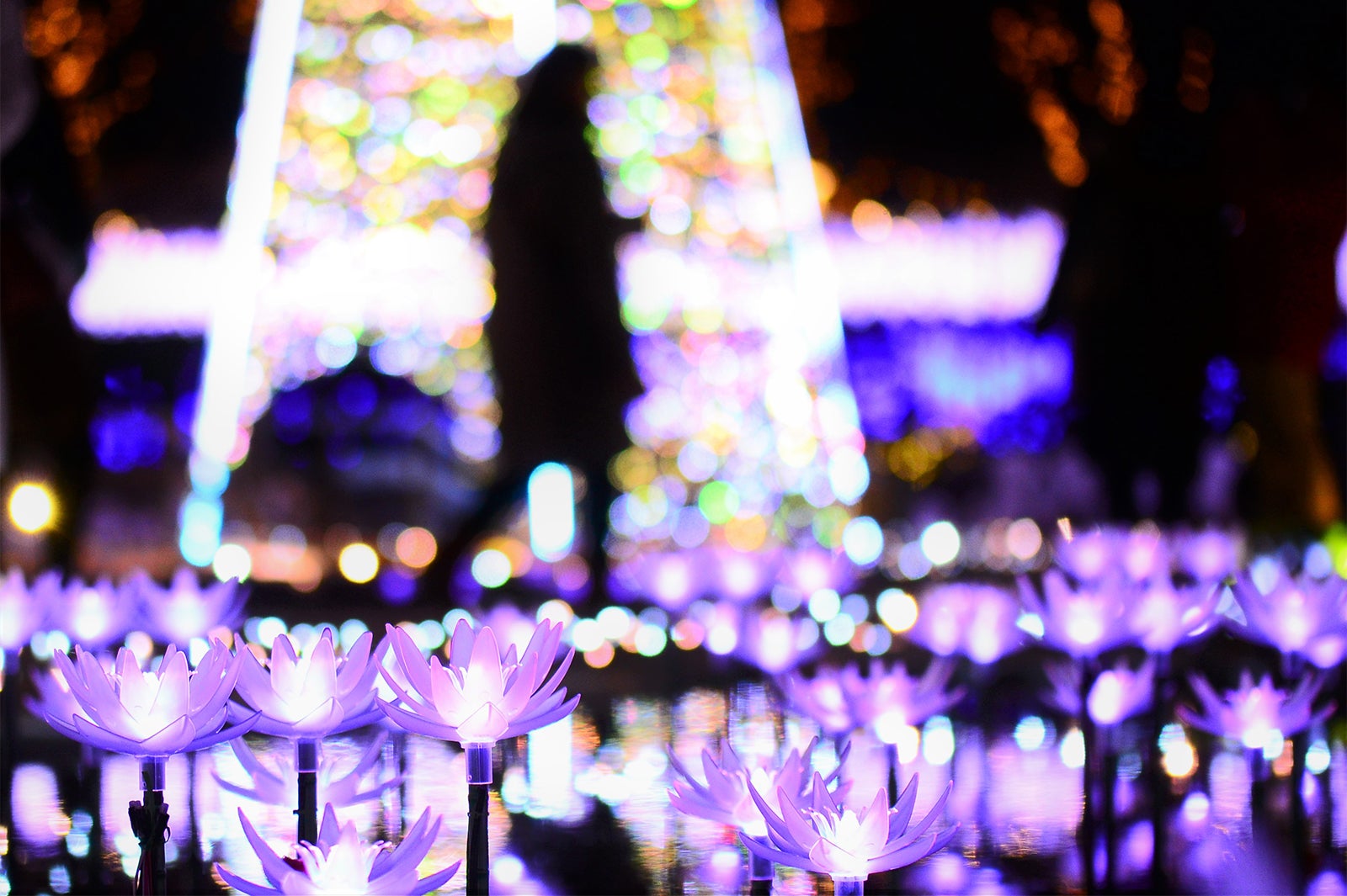 Flower Fantasy／画像提供：足利フラワーリゾート