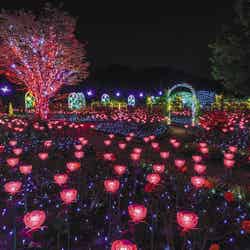 あしかがフラワーパーク「光の花の庭」栃木県足利市／画像提供：ぴあ