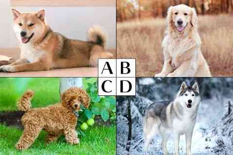 性格心理テスト 今 あなたが磨くべき 仕事スキル モデルプレス