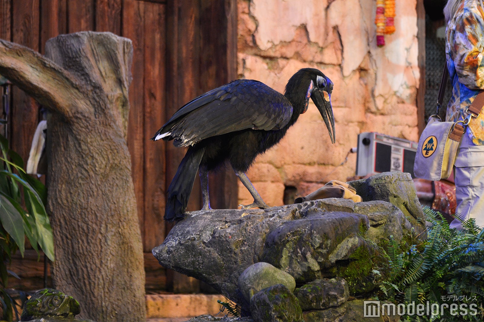 「カールじいさんの空飛ぶ家：ア・グレート・バード・アドベンチャー」（C）モデルプレス（C）Disney