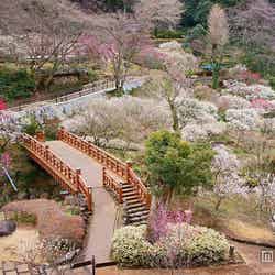 早咲きの梅が咲き誇る「熱海梅園」【モデルプレス】