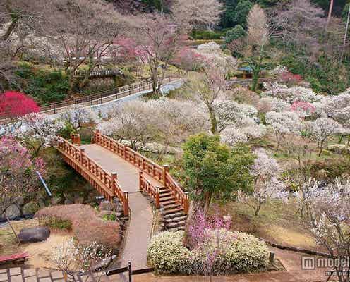 今すぐ花見を楽しめる東京近郊お出かけスポット4選