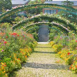 「モネの庭」花の庭／提供写真