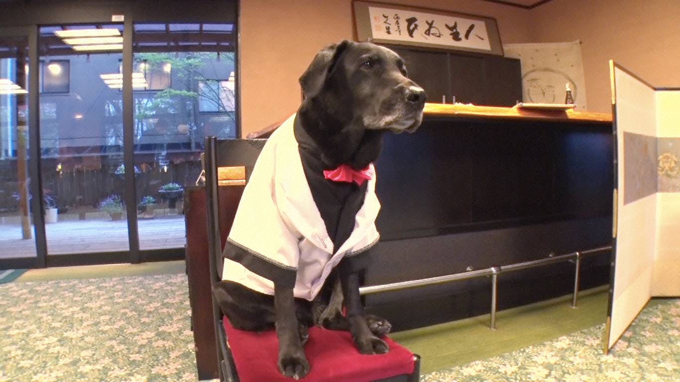 “エスパー犬”ハルク（C）フジテレビ