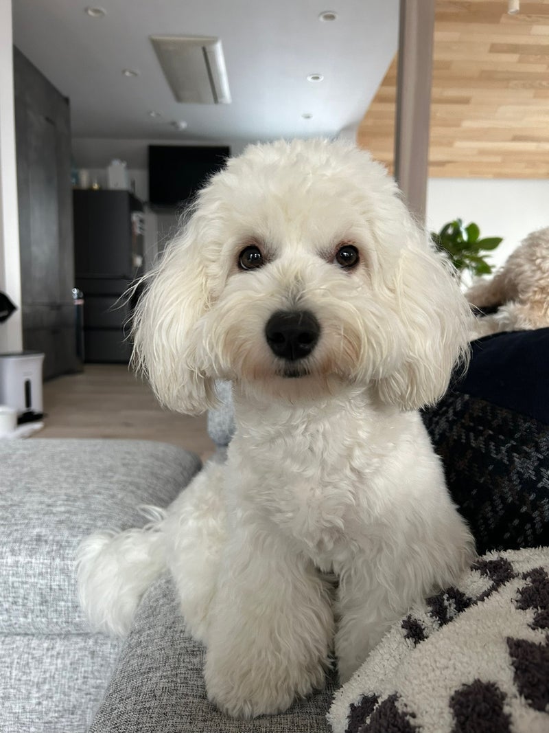 ぼん（提供写真）