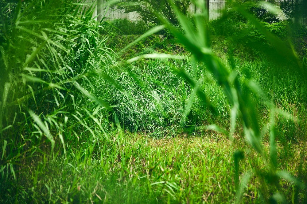 ポケモンワンダー／画像提供：ポケモン