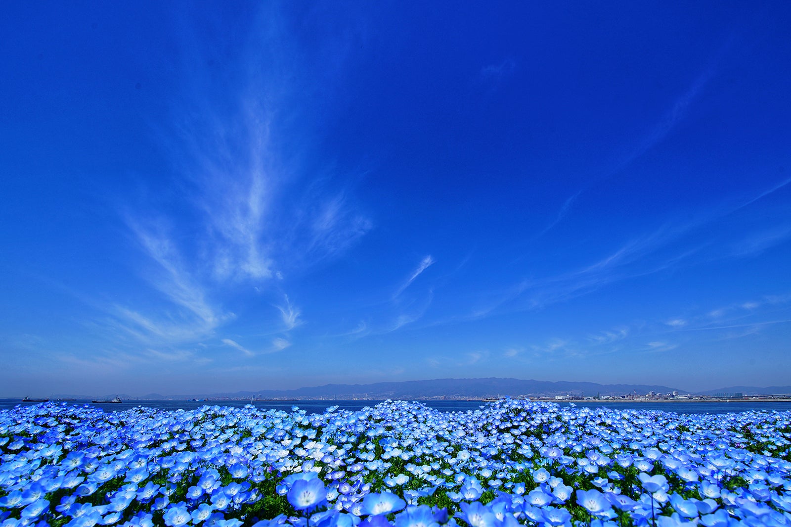 「ネモフィラ祭り2020」関西最大規模100万株のネモフィラ咲く青の絶景