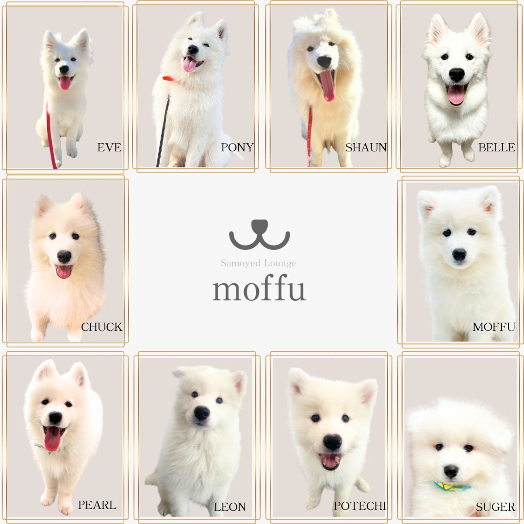 Samoyed Lounge moffu／提供画像