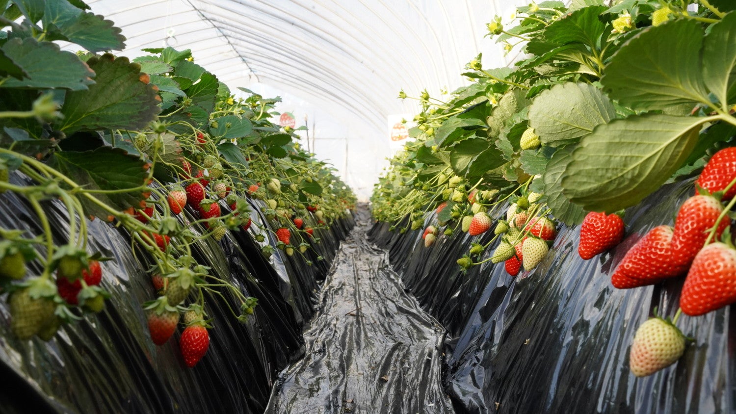 吉村農園／提供画像