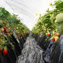 吉村農園/提供画像