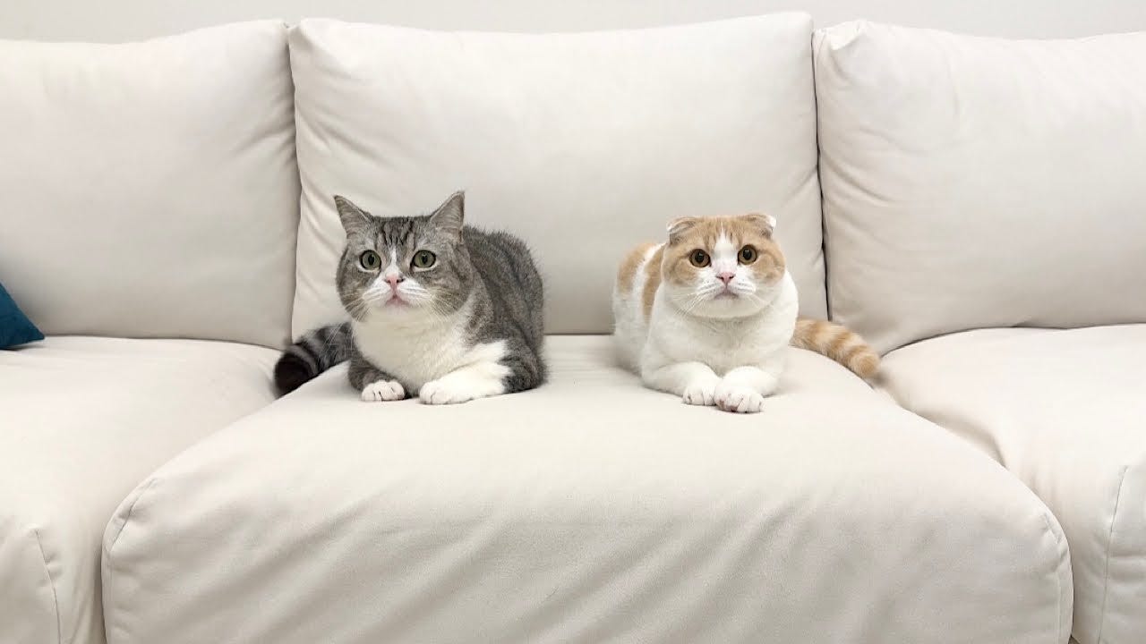 もちまる日記、新商品を発表!グッズの購入が保護猫支援の一環に「支援のひとつとして…」