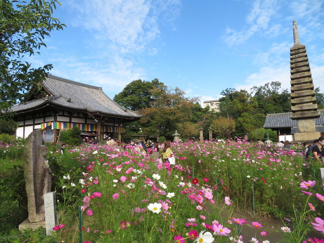 一面に広がるコスモスに感動…！奈良のお寺で見つけた「期間限定の絶景」