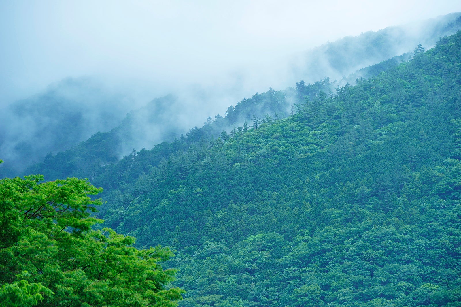 強羅花壇／提供画像