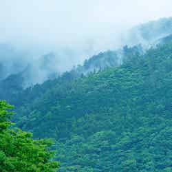 強羅花壇/提供画像