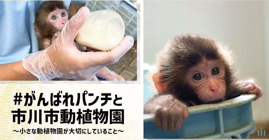 パンチくんの担当飼育員の配信が3日間で50万再生突破!