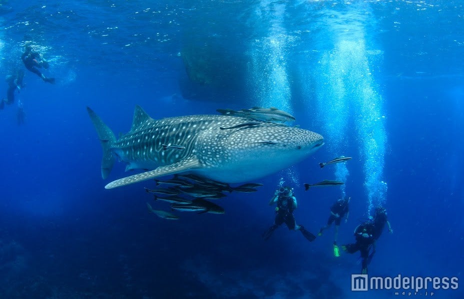 ジンベエザメ／画像提供：タイ国政府観光庁