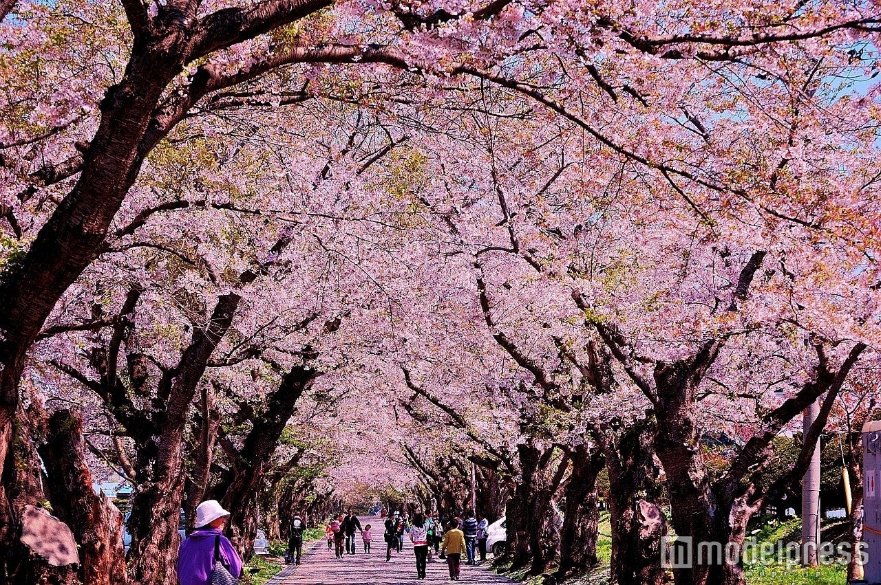見頃はこれから！北海道の桜回廊の美しさにうっとり酔いしれる／画像提供：北斗市