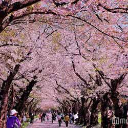 見頃はこれから!北海道の桜回廊の美しさにうっとり酔いしれる/画像提供:北斗市