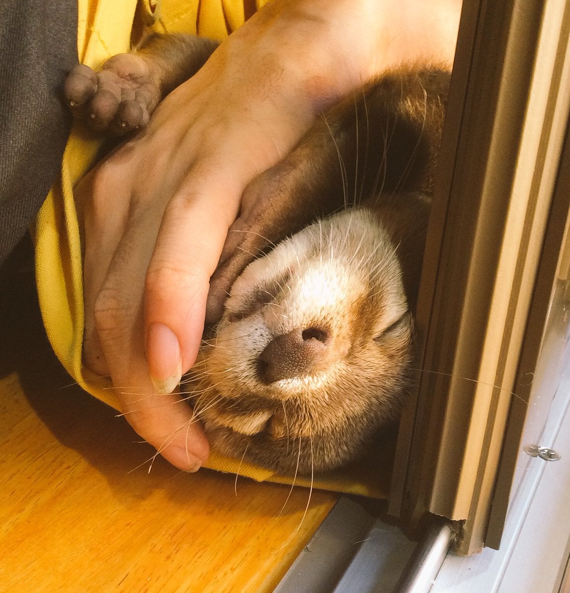 ぶーりん／画像提供：北野坂　か和うそCafe