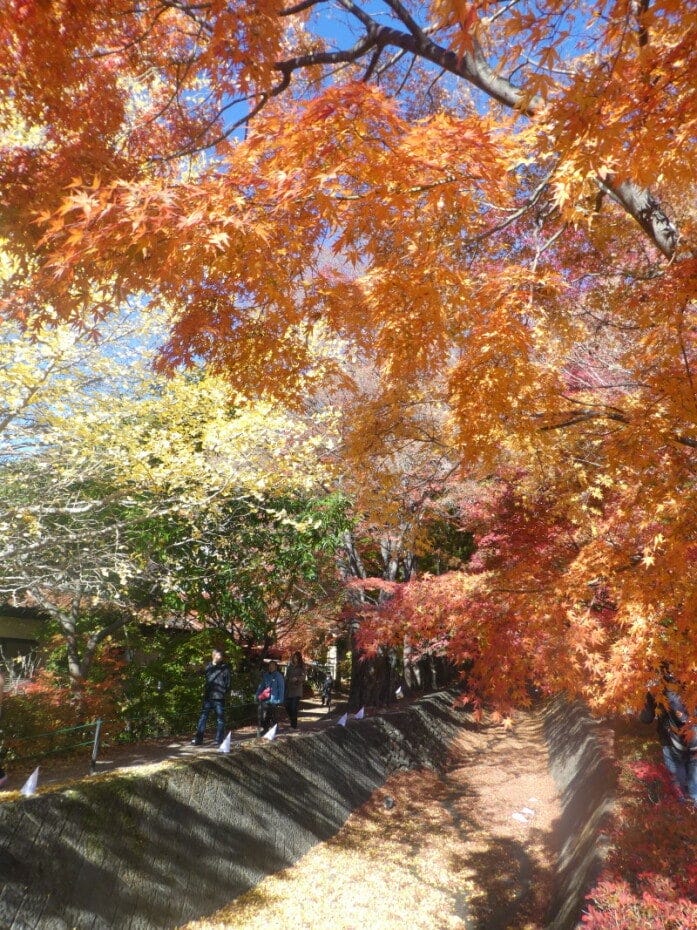 紅葉のトンネルの中を歩けます(2017年11月12日撮影)